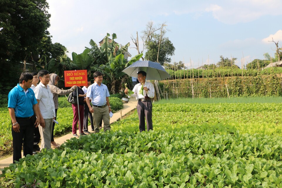 Mô hình trồng rau an toàn bằng phân bón sinh học hữu cơ được thực nghiệm tại gia đình anh Ngô Văn Bính (Đội 15, Xã Thanh Hưng – Huyện Điện Biên)