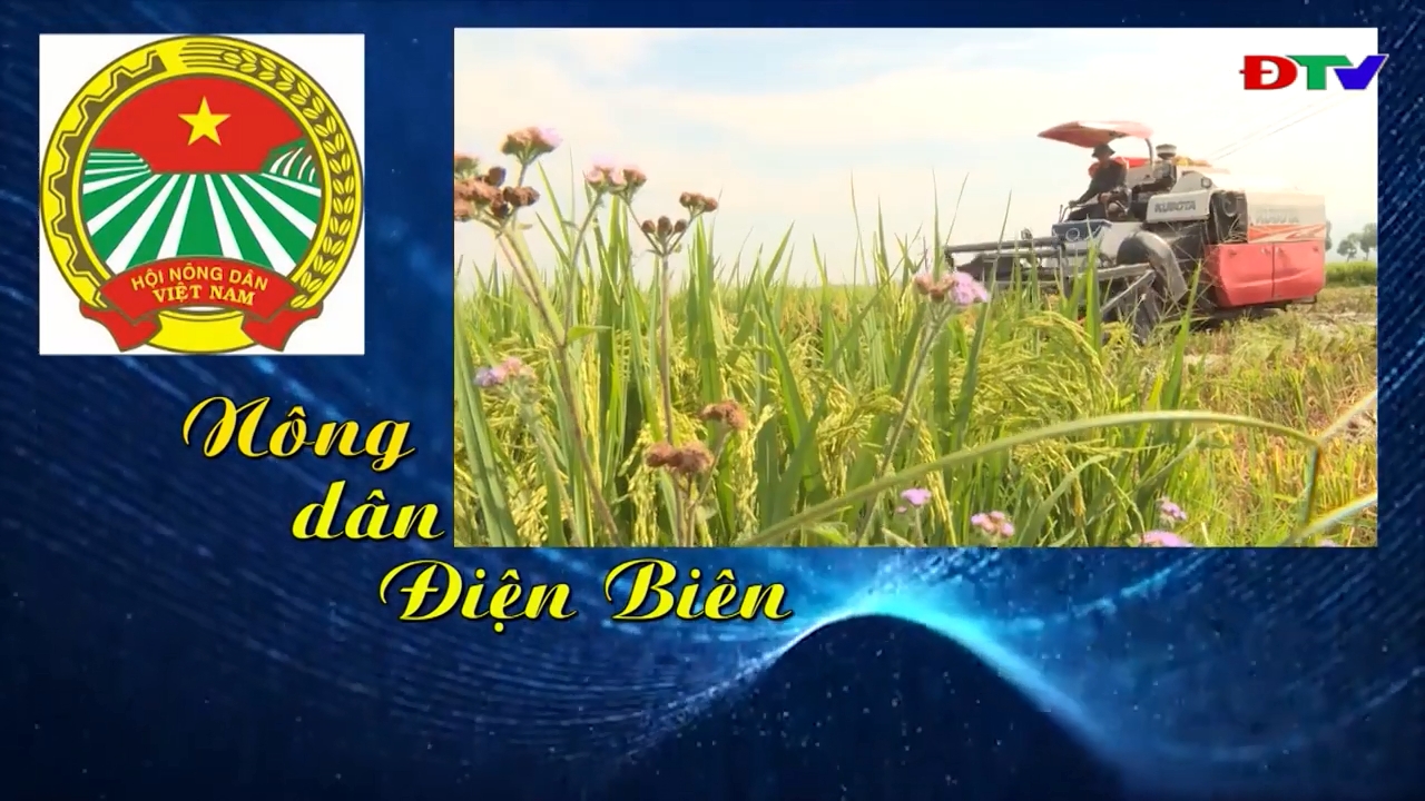 Nông dân Điện Biên (Ngày 13-3-2023)