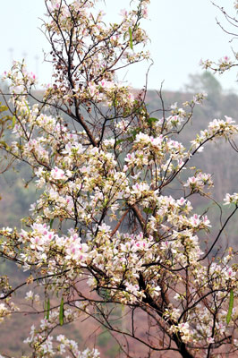 hoa dao