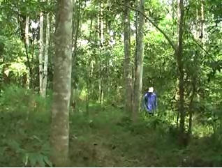 Tuần Giáo chăm sóc rừng trồng mới