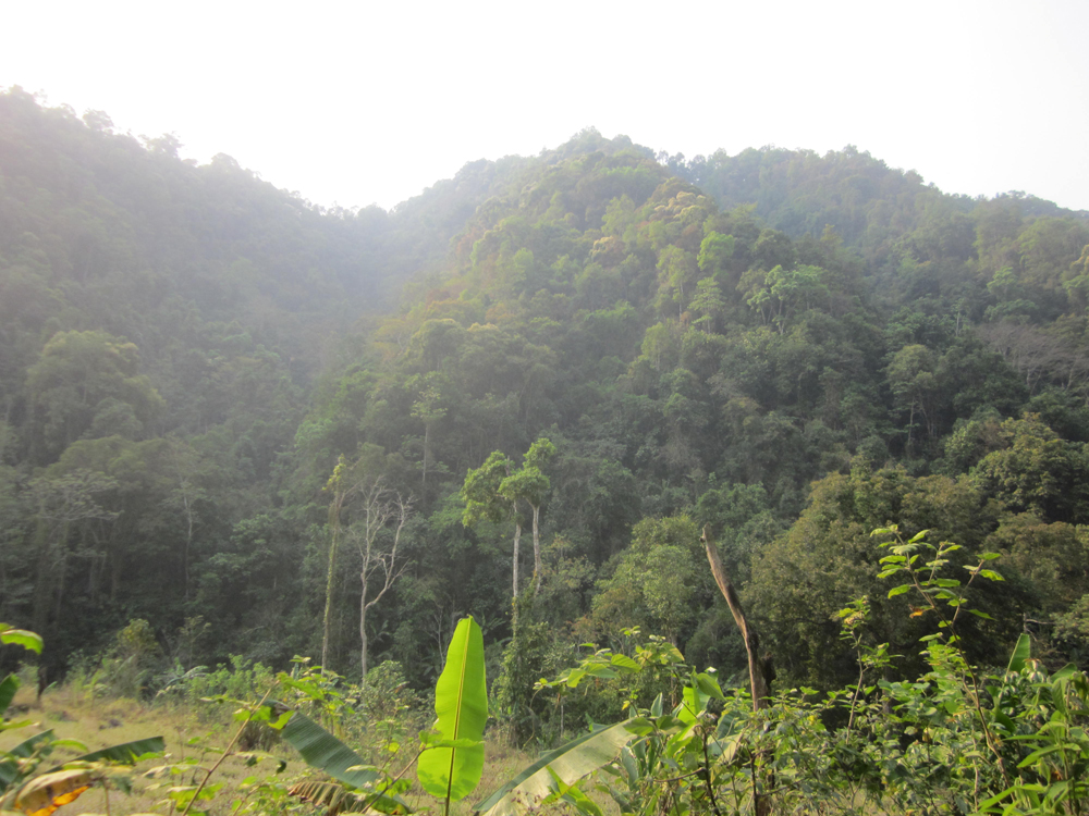 Rừng MN