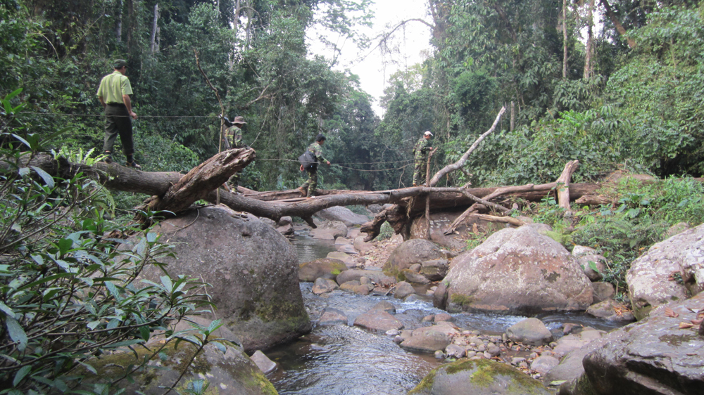 Rừng MN