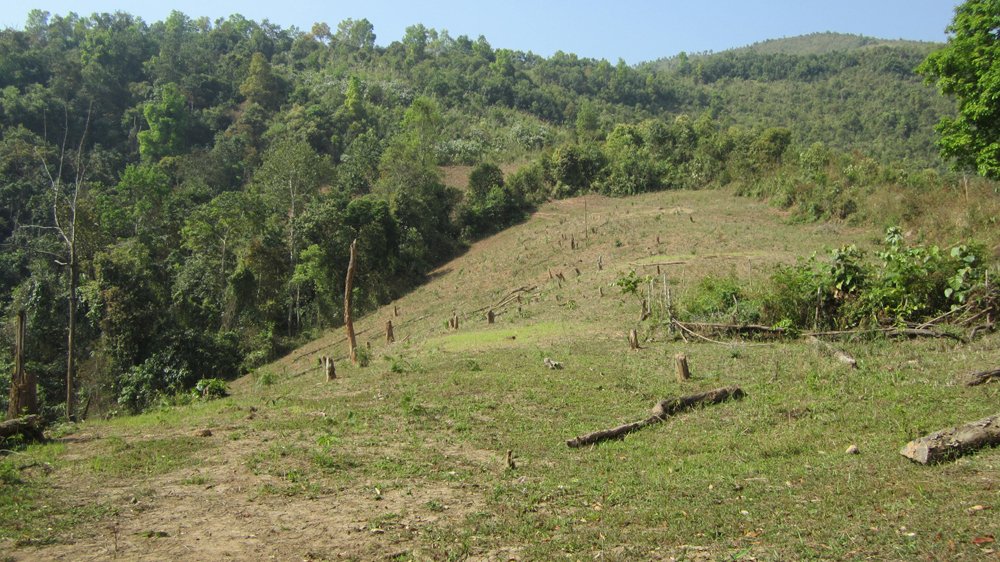 Rừng MN