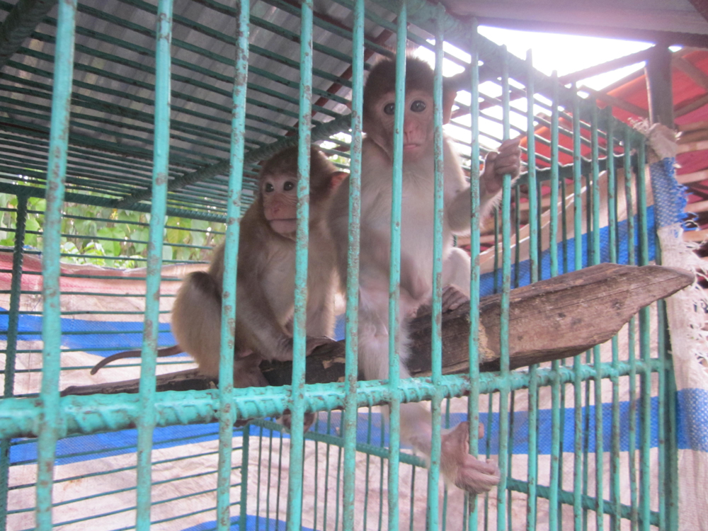 Rừng MN