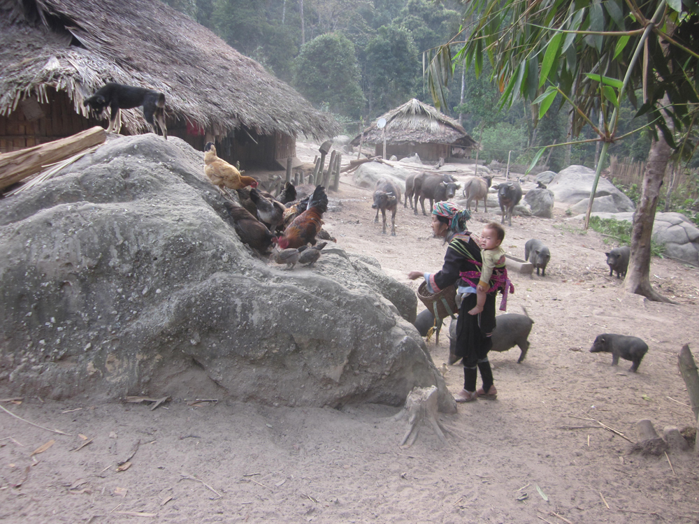 Rừng MN