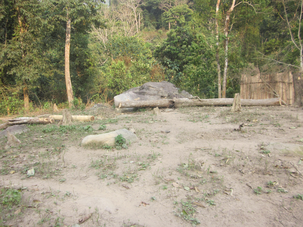 Rừng MN