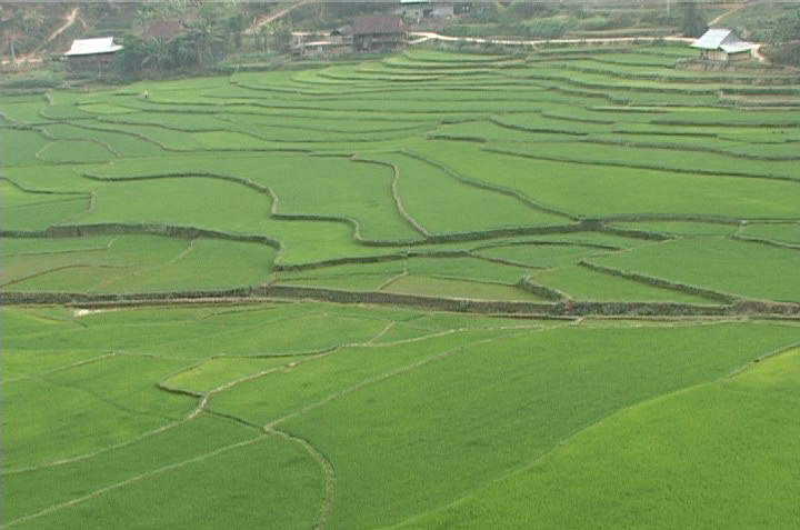 cánh đồng Mường Lạn