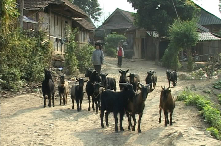 chăn nuôi Mường Lạn