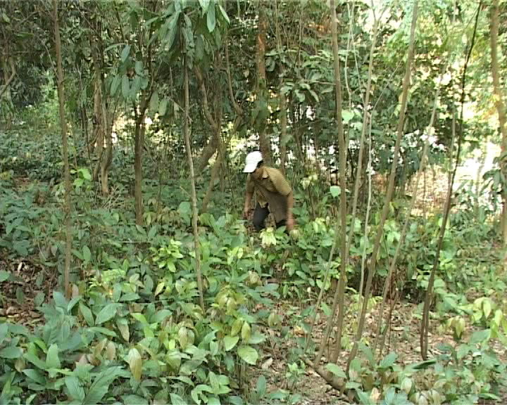 chăn nuôi Mường Lạn