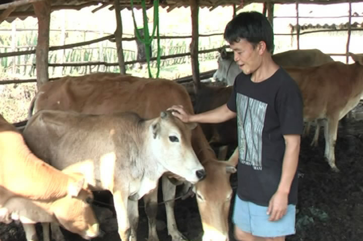 Sính Sủ nuôi bò