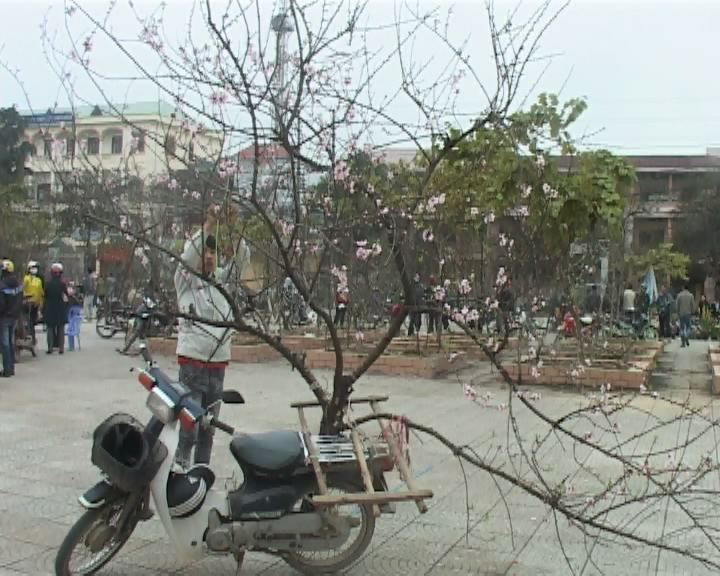 Đào rừng
