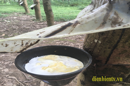 Khai thác mủ cao su ở Nông trường Cao su Mường Chà. Ảnh: LH