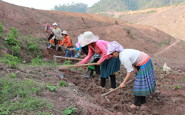 Bà con tái định cư bản Mường Toong 10, huyện Mường Nhé an tâm, lao động sản xuất trên vùng đất mới.