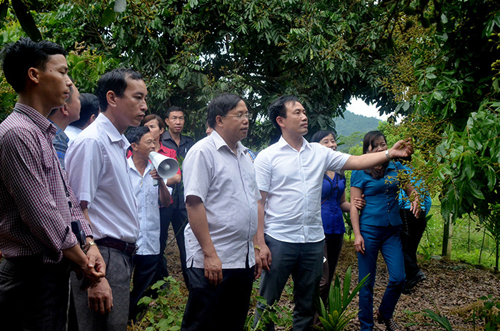 mô hình nhãn ghép tại đội 13A, xã Thanh Luông (huyện Điện Biên)