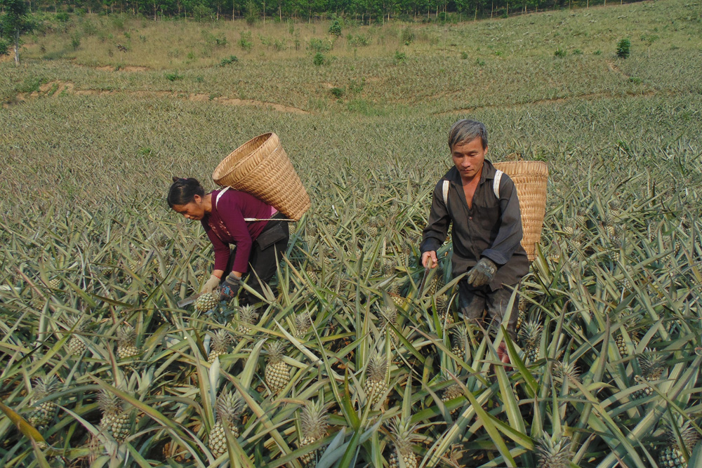Nhờ trồng dứa, nhiều hộ dân Mường Chà đã thoát nghèo