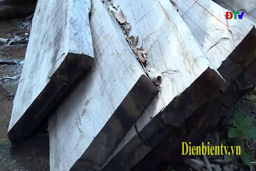 Hơn 10 mét khối gỗ đã bị các đối tượng xẻ thành tấm, hộp, để ngổn ngang tại hiện trường