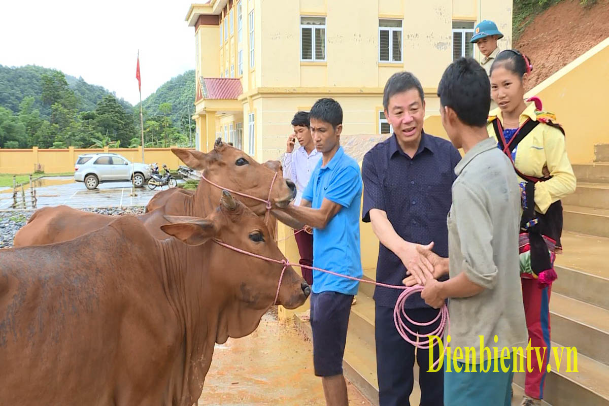 Đồng chí Lường Văn Xuyên, Bí thư Đảng ủy, Giám đốc Đài Phát thanh & Truyền hình tỉnh Điện Biên trao bò cho các hộ nghèo xã Mường Thín – huyện Tuần Giáo