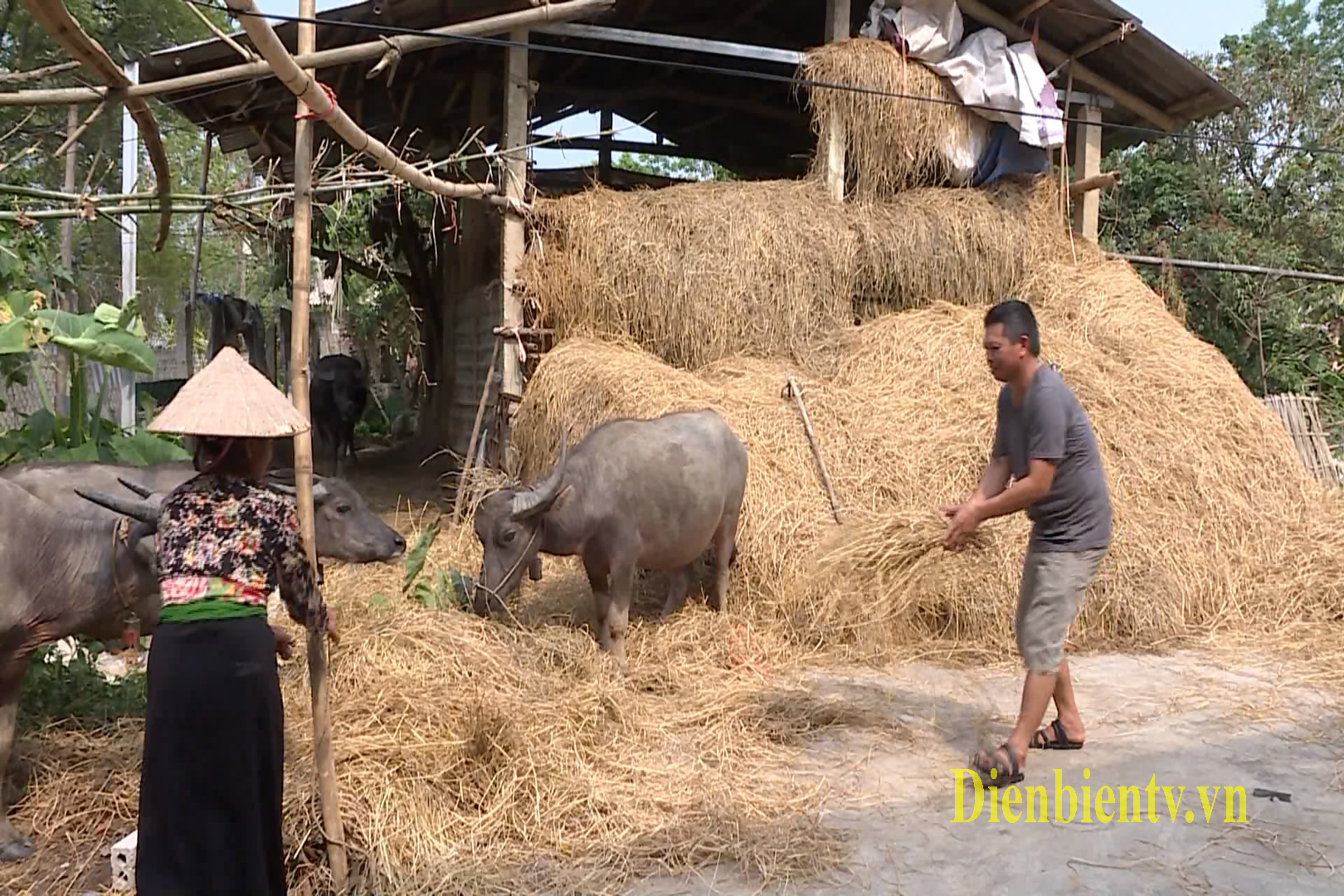 Gia đình ông Lò Văn Thuận ở đội 10A, xã Thanh Luông, huyện Điện Biên được vay vốn từ quỹ hỗ trợ nông dân để phát triển chăn nuôi trâu bò