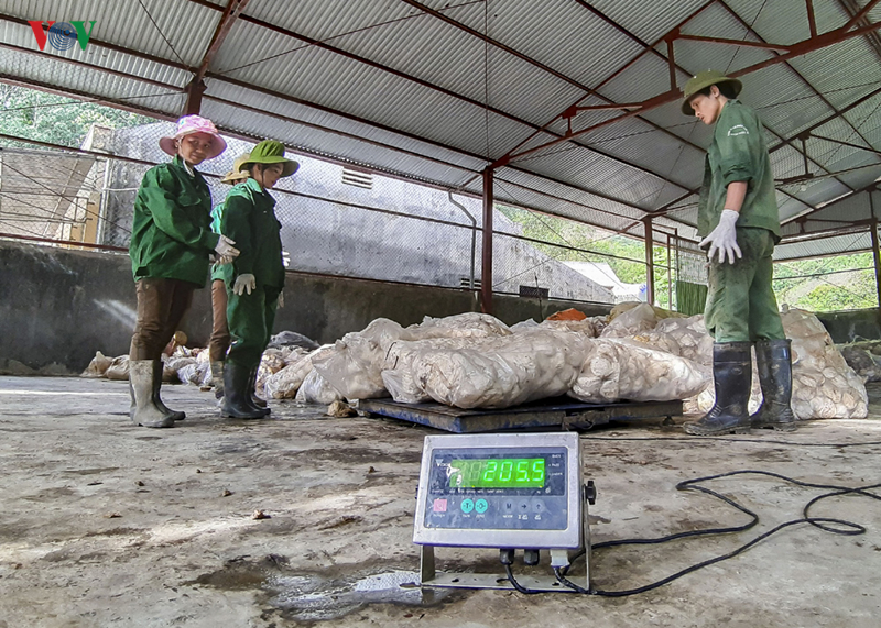 Việc cao su được khai thác mủ đã tiếp thêm niềm tin, hi vọng mang lại cuộc sống no ấm cho người dân.