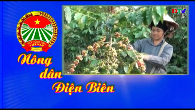 Nông dân Điện Biên (Ngày 11-09-2023)