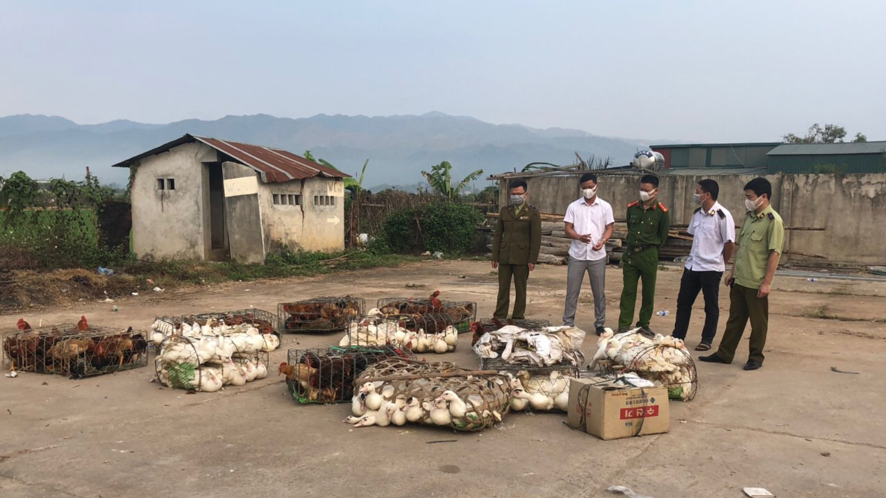 Đội Quản lý thị trường số 1 - Cục Quản lý thị trường tỉnh Điện Biên phối hợp với các lực lượng chức năng ngăn chặn 500 kg gà, ngan thịt không có giấy chứng nhận kiểm dịch động vật vào địa bàn tỉnh. 