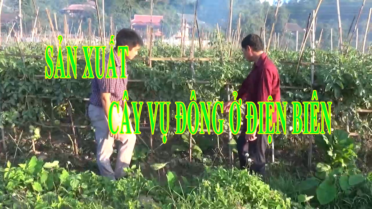 SẢN XUẤT CÂY VỤ ĐÔNG Ở ĐIỆN BIÊN