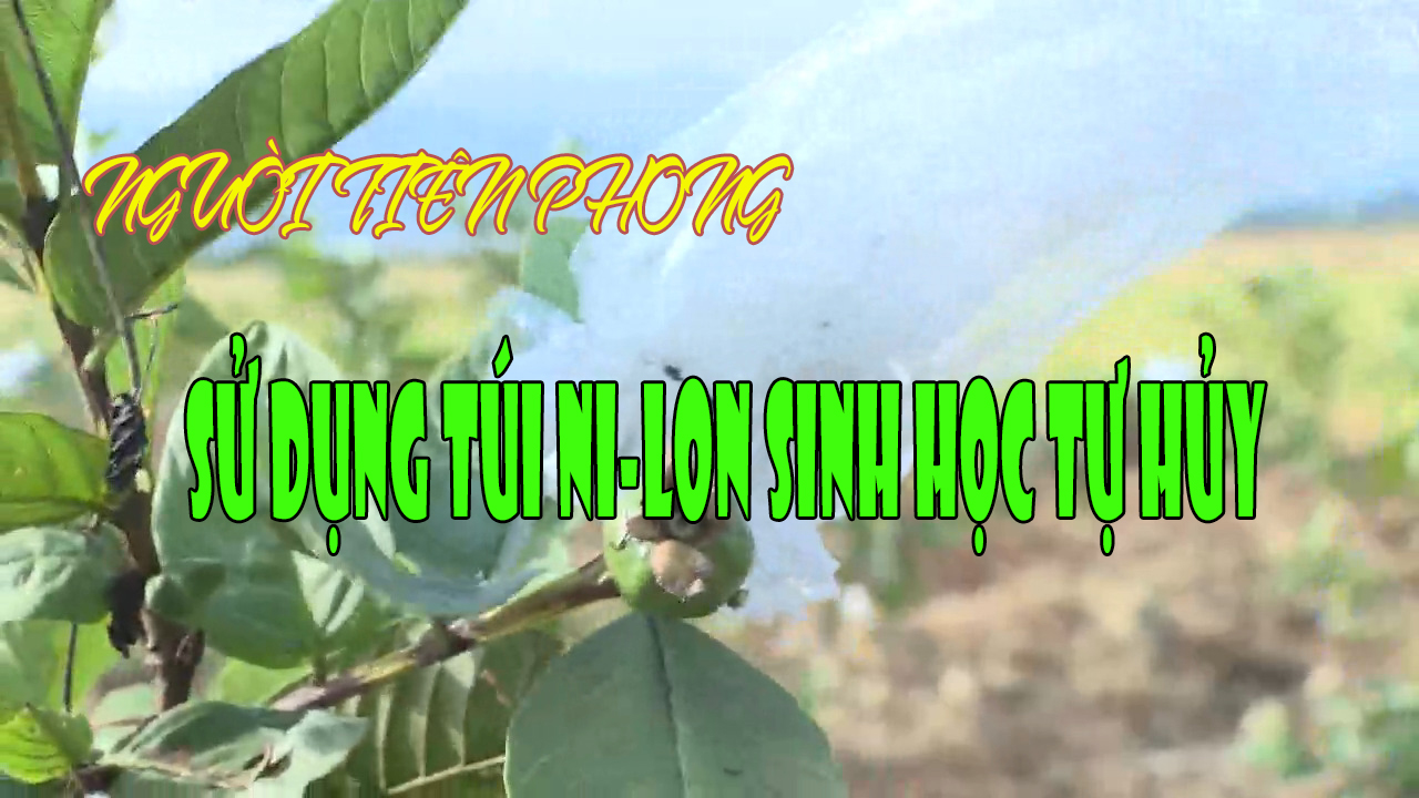 NGƯỜI TIÊN PHONG SỬ DỤNG TÚI NI-LON SINH HỌC TỰ HỦY