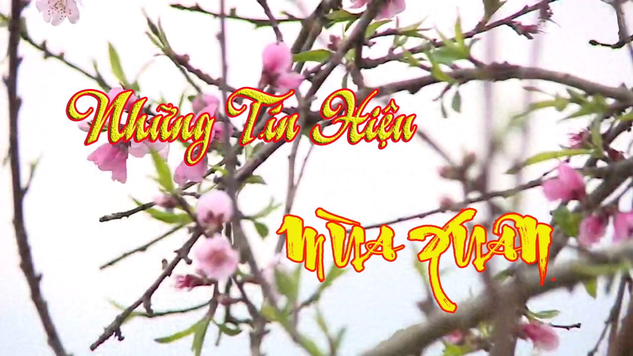 NHỮNG TÍN HIỆU MÙA XUÂN