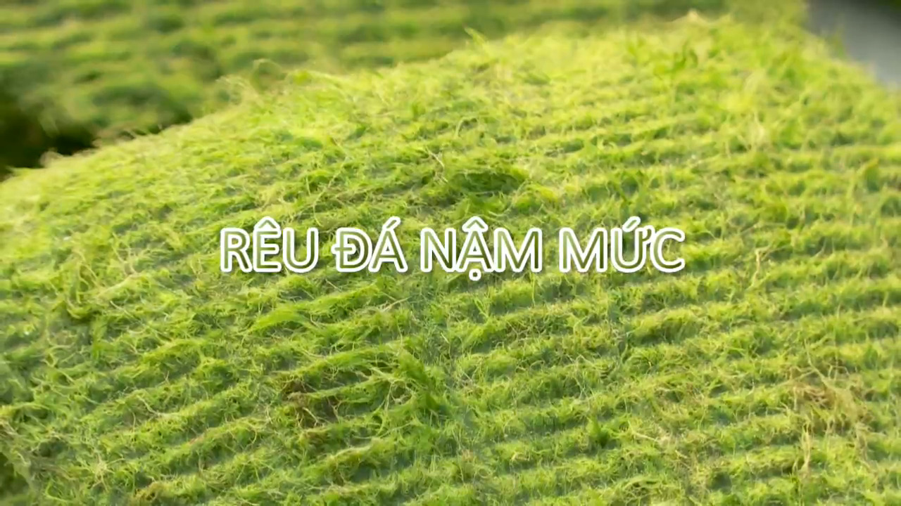 RÊU ĐÁ NẬM MỨC