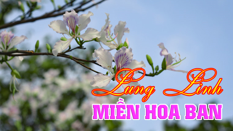 Lung linh miền hoa ban