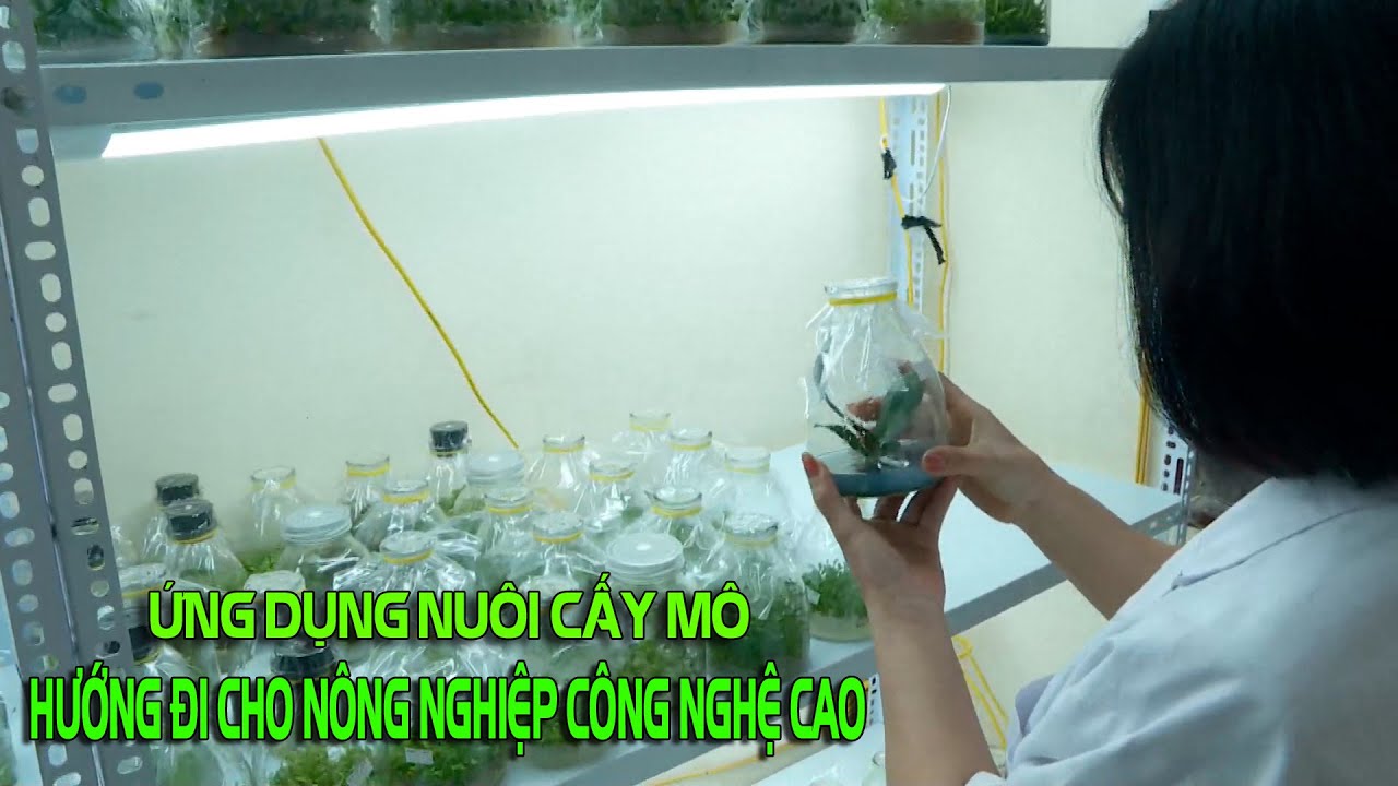 Ứng dụng nuôi cấy mô - Hướng đi cho nông nghiệp công nghệ cao