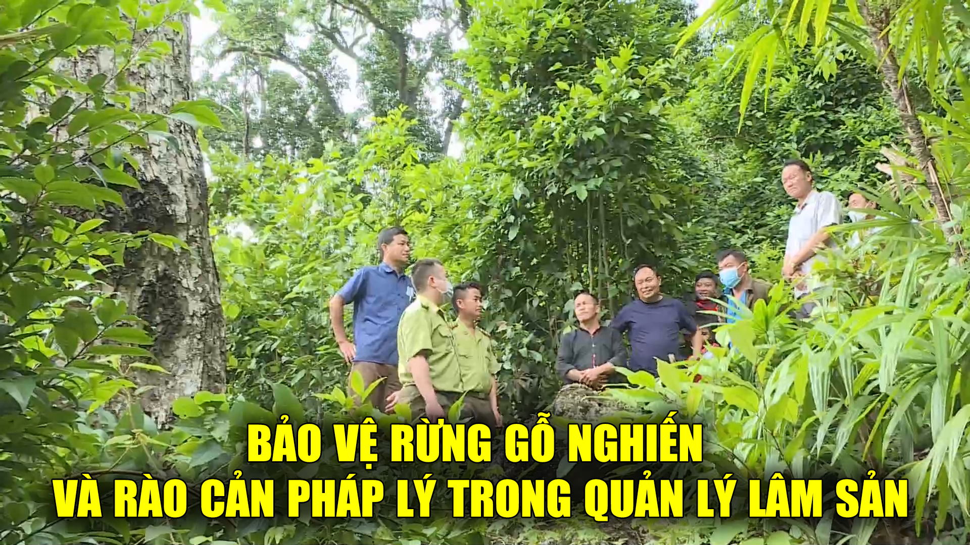 Bảo vệ rừng gỗ nghiến và rào cản pháp lý trong bảo vệ lâm sản