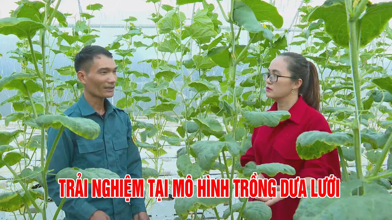 Trải nghiệm tại mô hình trồng dưa lưới