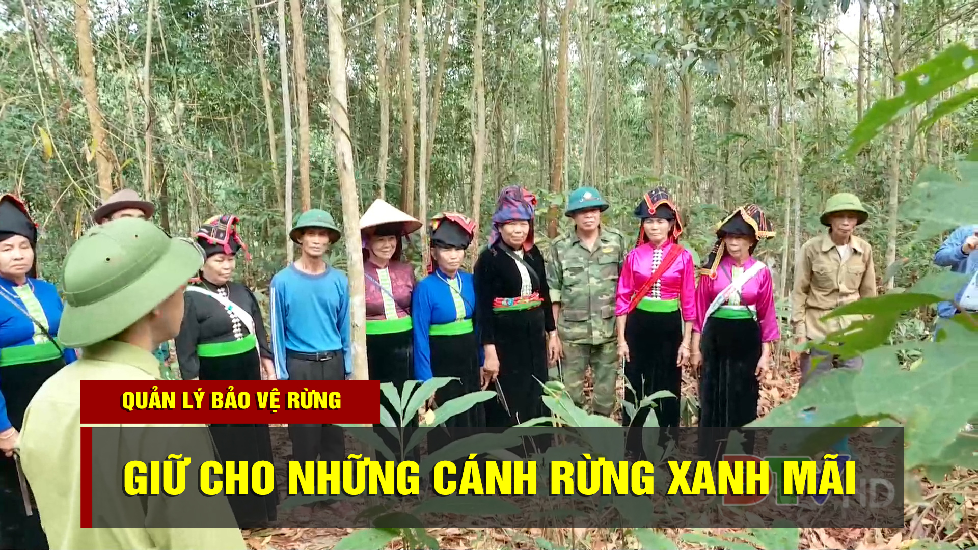 Giữ cho những cánh rừng xanh mãi