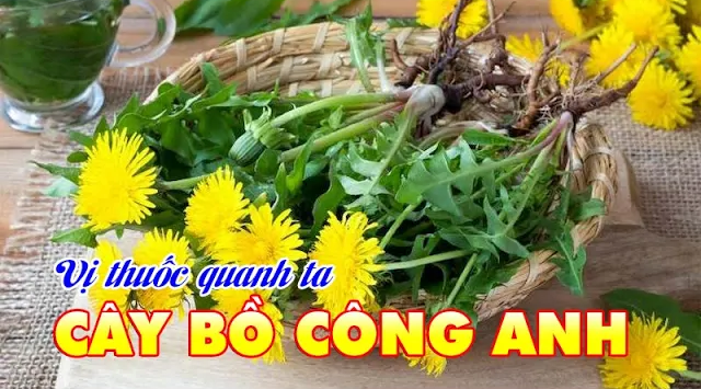 Các bài thuốc từ cây bồ công anh