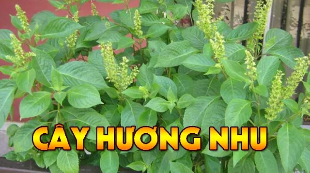 Cây hương nhu