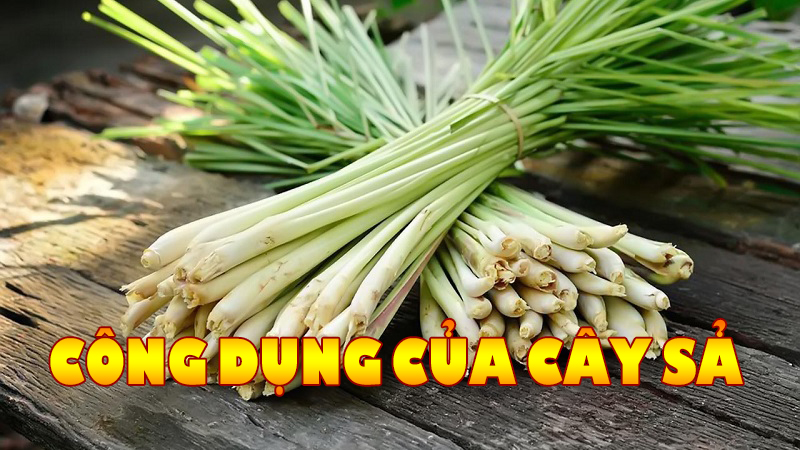 Công dụng của cây sả