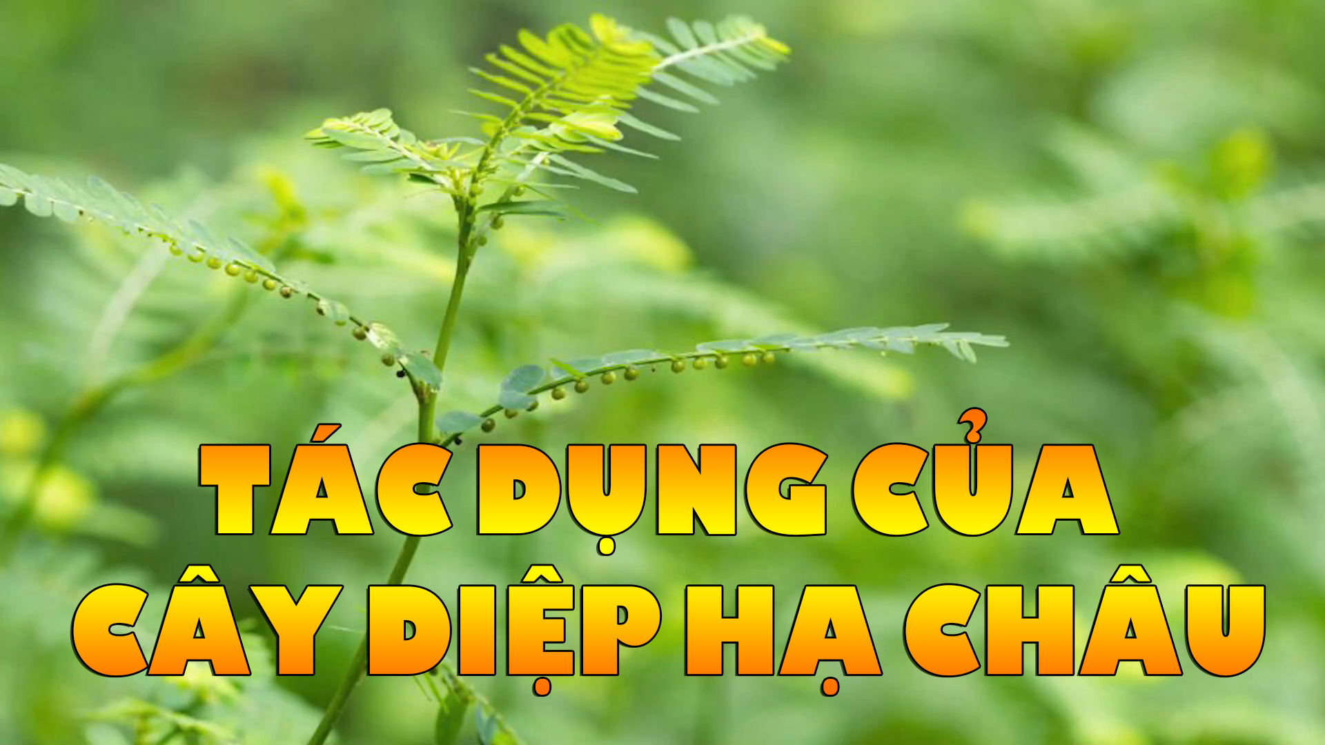 Tác dụng của cây diệp hạ châu