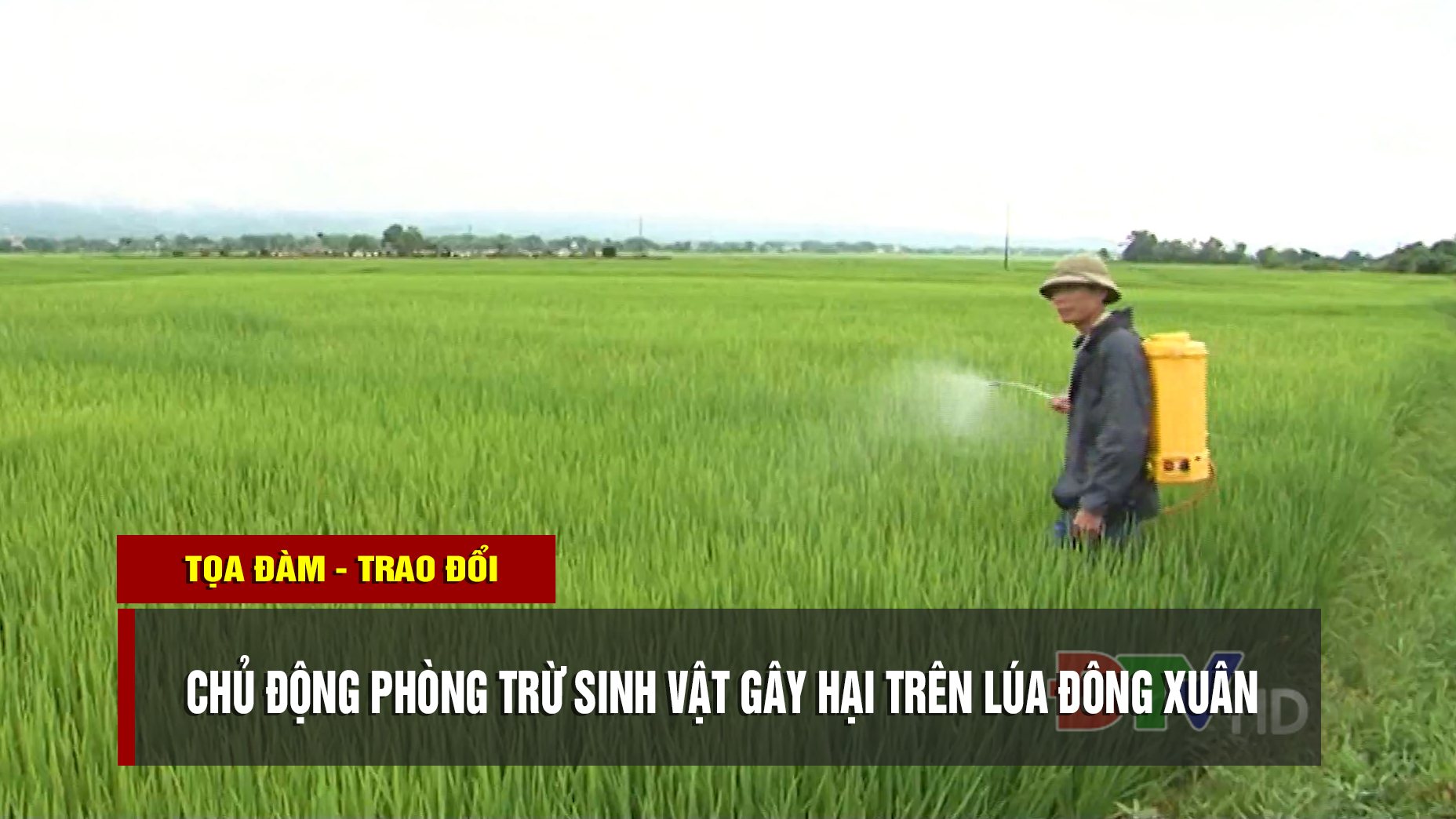 Chủ động phòng trừ sinh vật gây hại trên lúa đông xuân