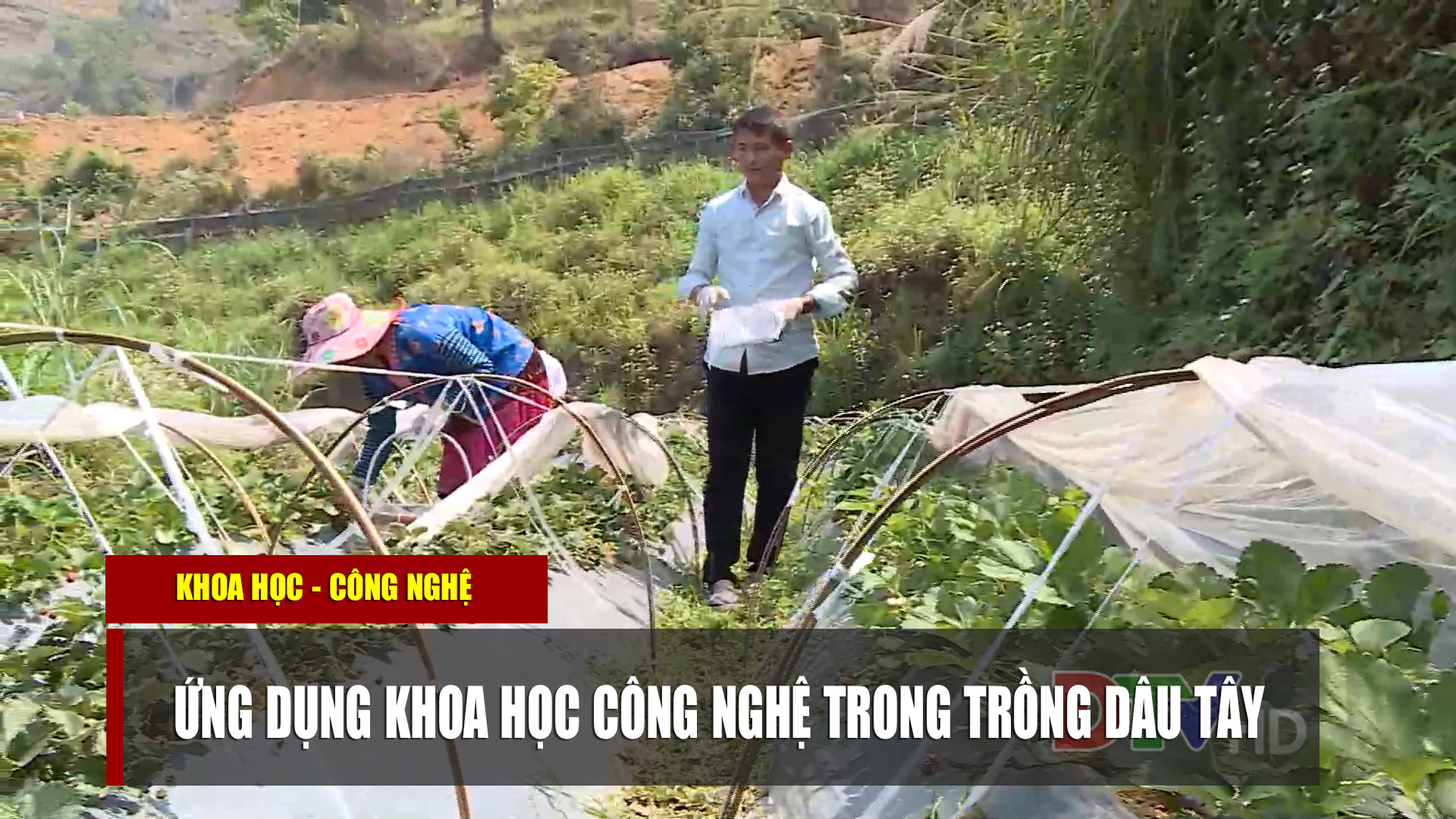 Ứng dụng khoa học công nghệ trong trồng dâu tây