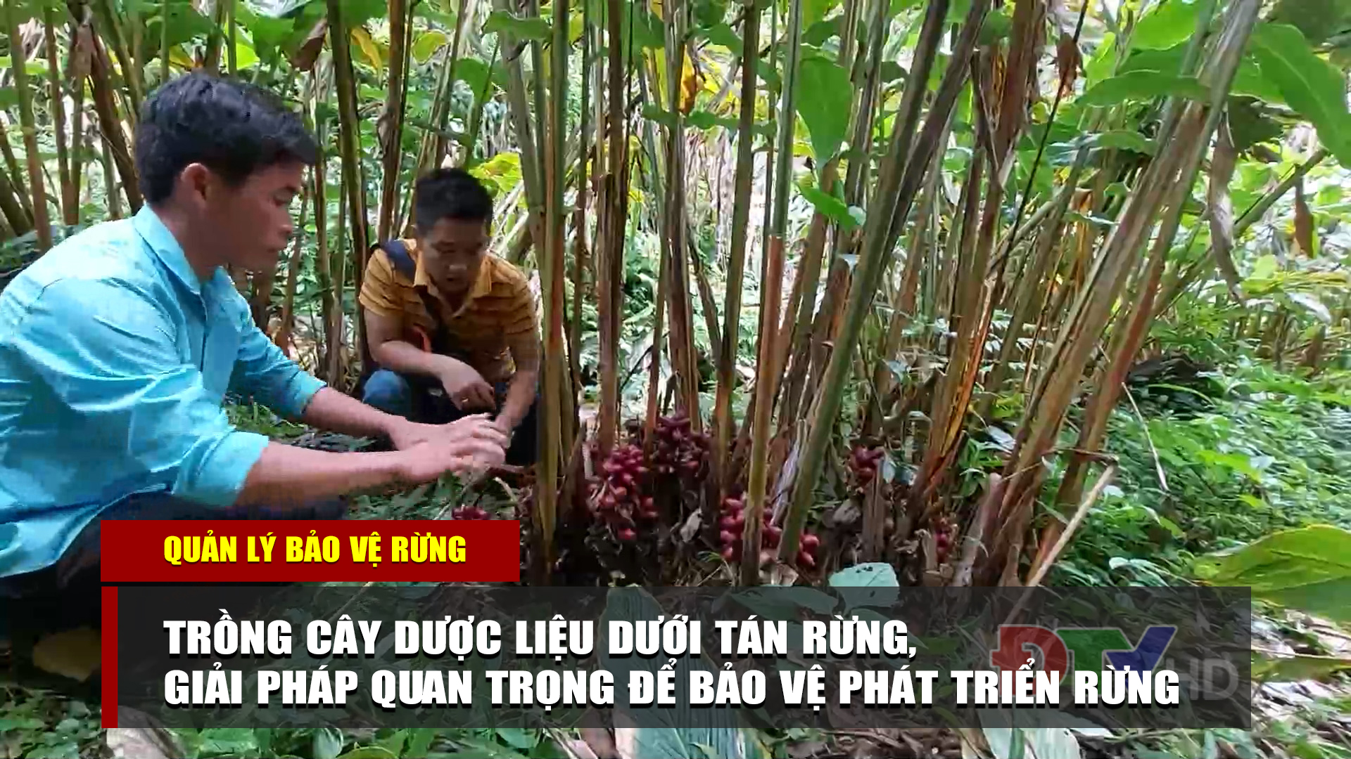 Trồng cây dược liệu dưới tán rừng, giải pháp quan trọng để bảo vệ phát triển rừng