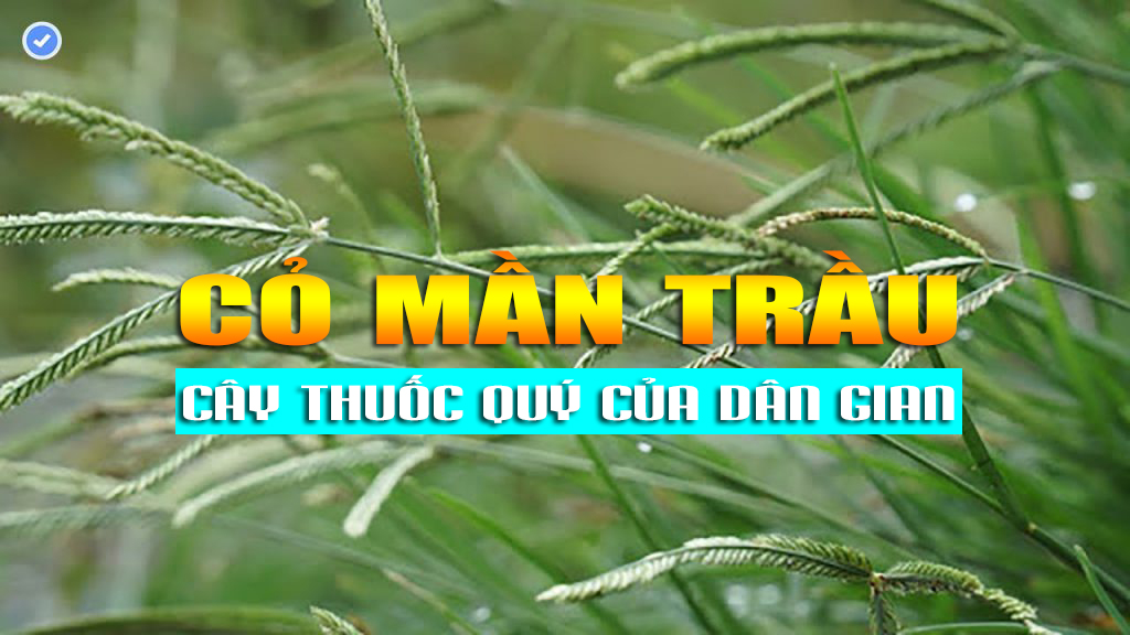 Cỏ mần trầu