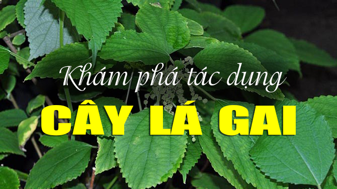 Cây lá gai