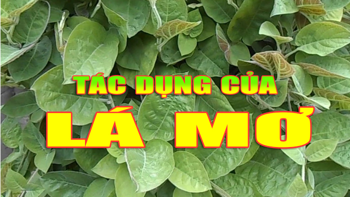 Tác dụng của lá mơ