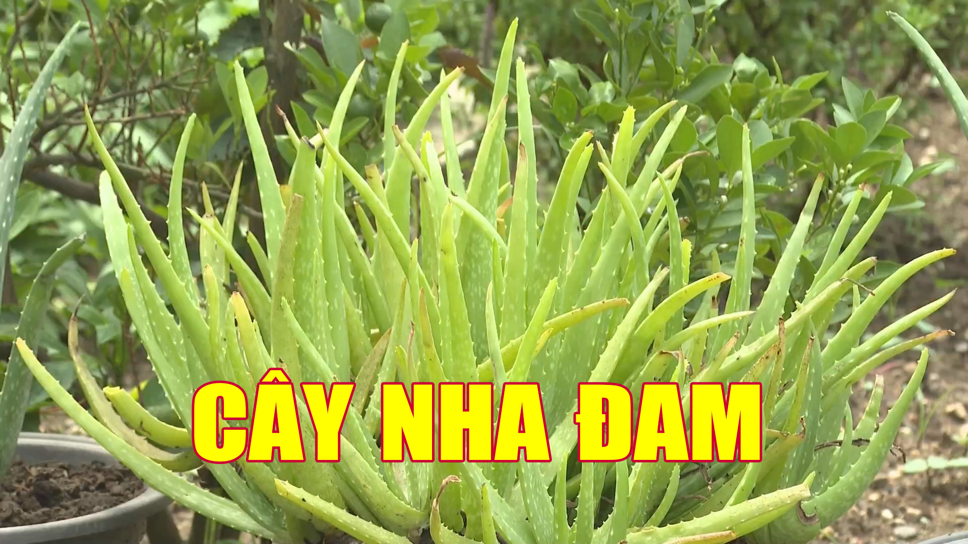 Cây nha đam