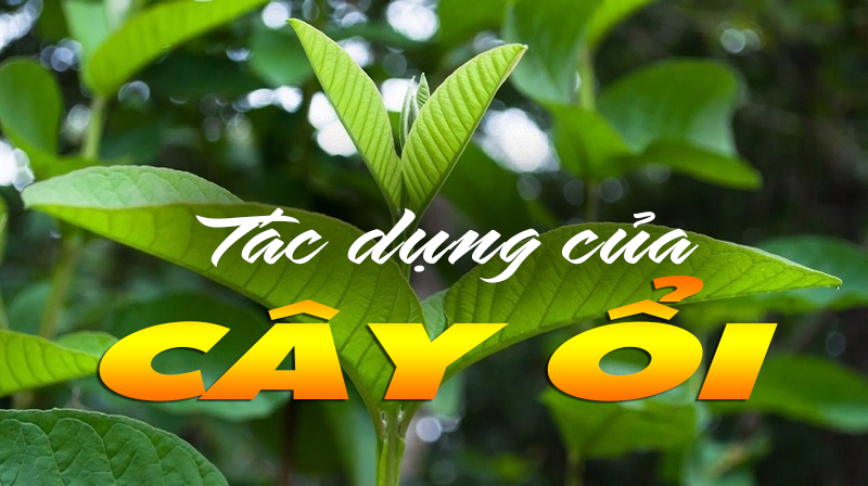 Tác dụng của cây ổi