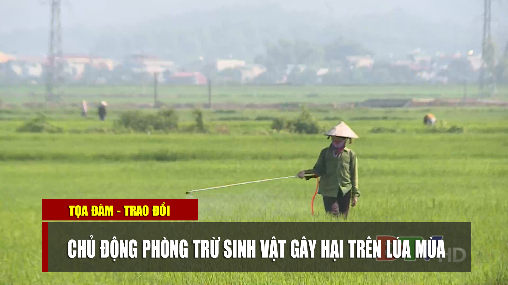 Chủ động phòng trừ sinh vật gây hại trên lúa mùa