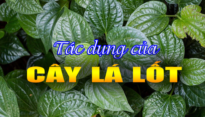 Tác dụng của cây lá lốt