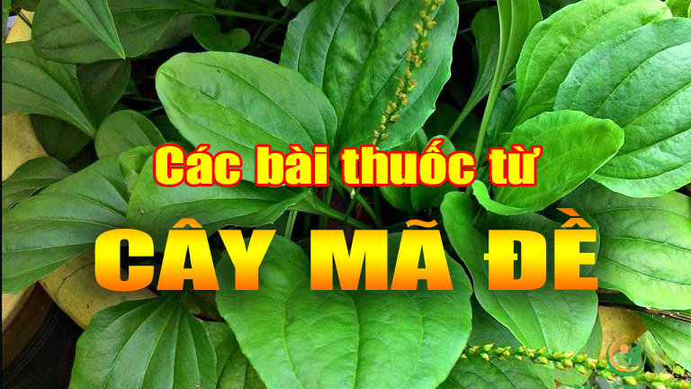 Các bài thuốc từ cây mã đề