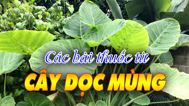 Các bài thuốc từ cây dọc mùng